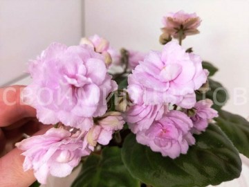 Фиалка DS - Жасмин трейлер